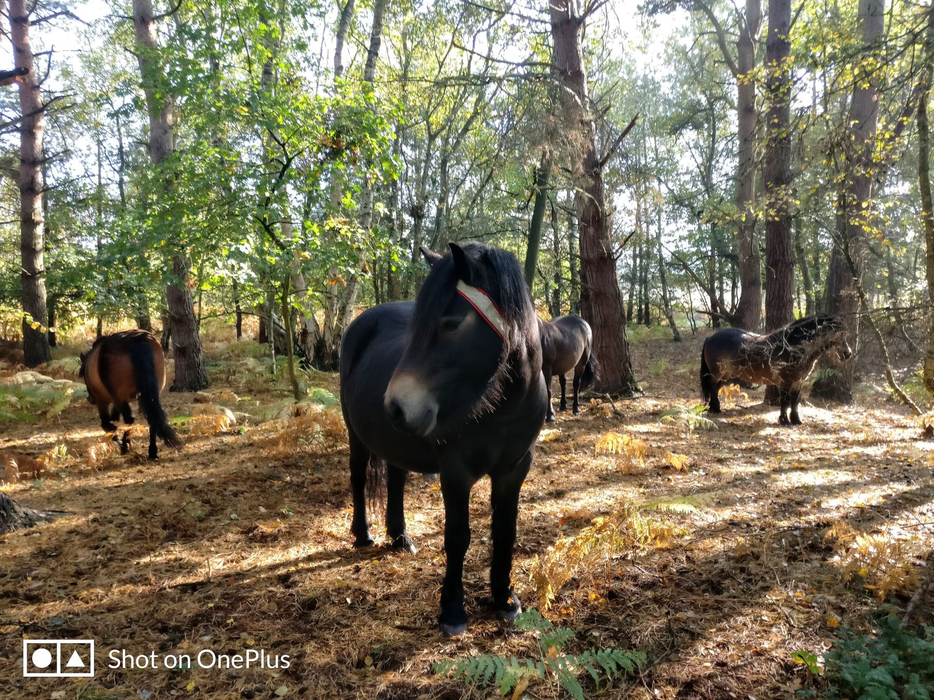 Exmoor ponies